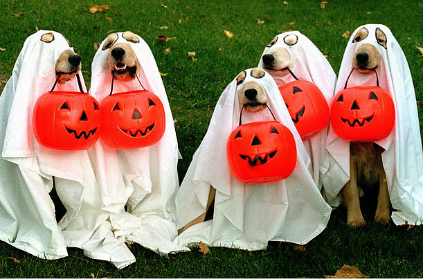 DIY Dog Costume Tips for Halloween - Gaines Family Farmstead
