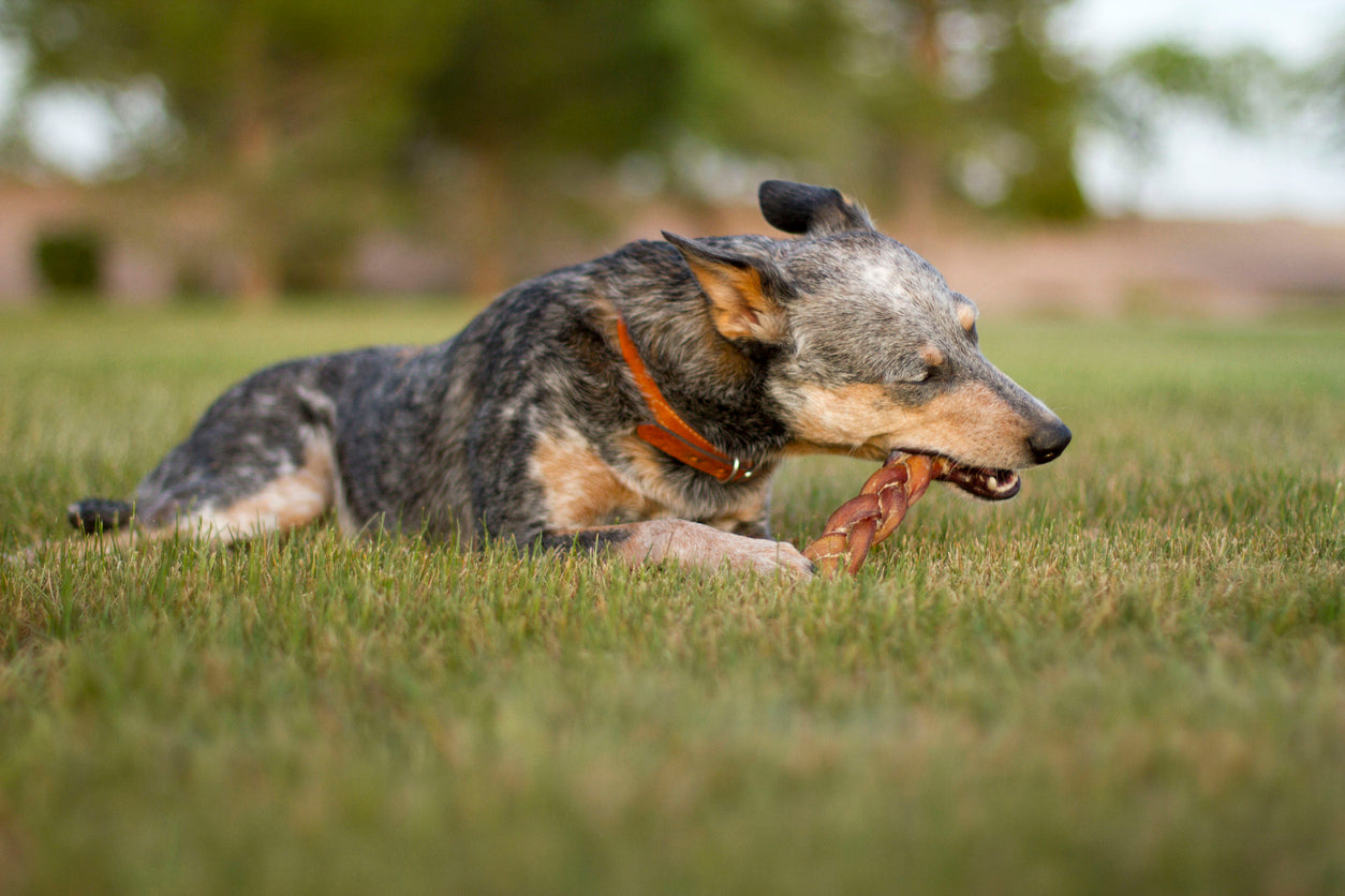 Unleash the Health Benefits: Why Bully Sticks Are a Must-Have for Your Dog - Gaines Family Farmstead