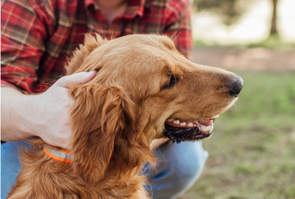 Protecting your Pups during Covid-19 - Gaines Family Farmstead