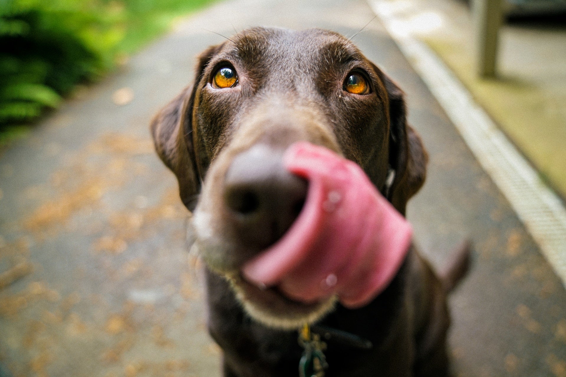 5 Healthy Treats for Diabetic Dogs - Gaines Family Farmstead