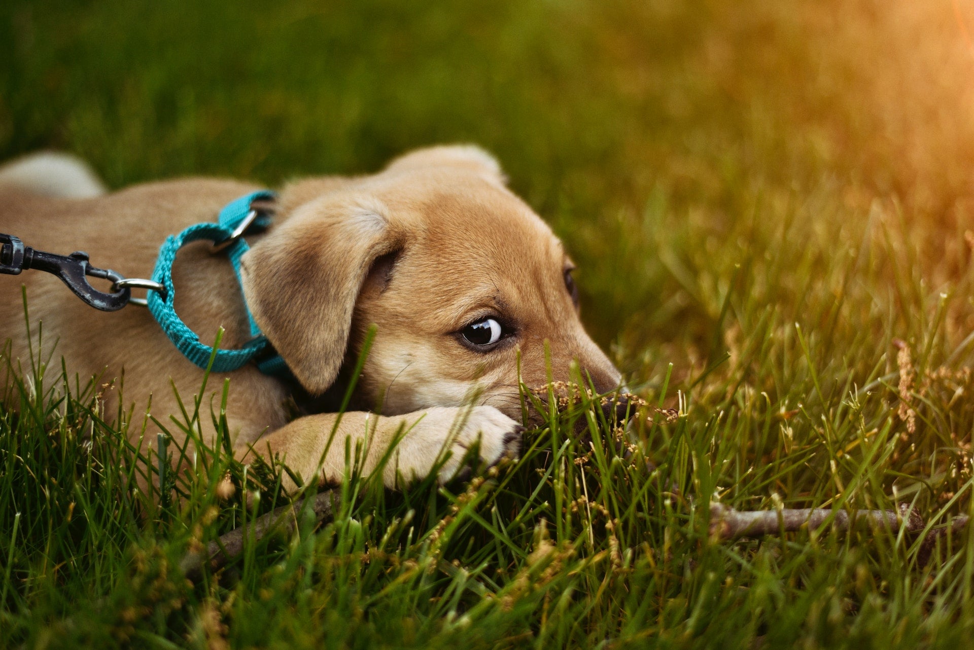 Are Dogs Allergic to Grass? 7 Ways to Manage Exposure - Gaines Family Farmstead