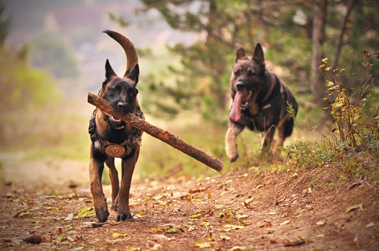 Intro to Raw Diet for Dogs - Gaines Family Farmstead
