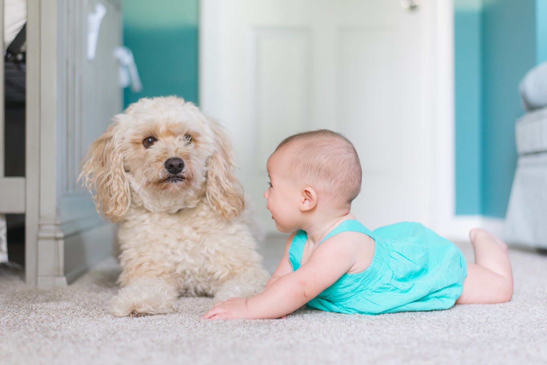Can Dogs be Allergic to Carpet? - Gaines Family Farmstead