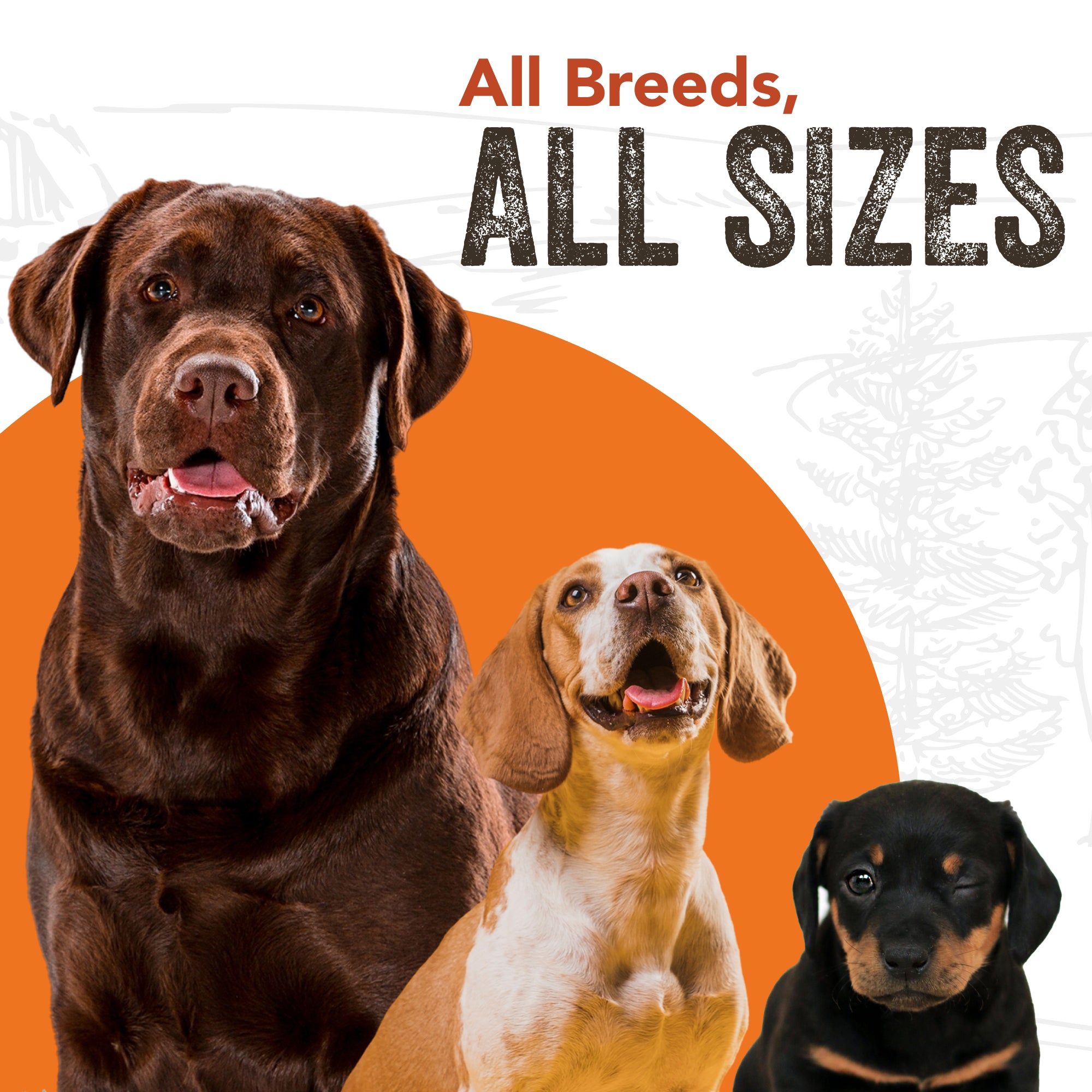 All Breed, All Size Dogs
