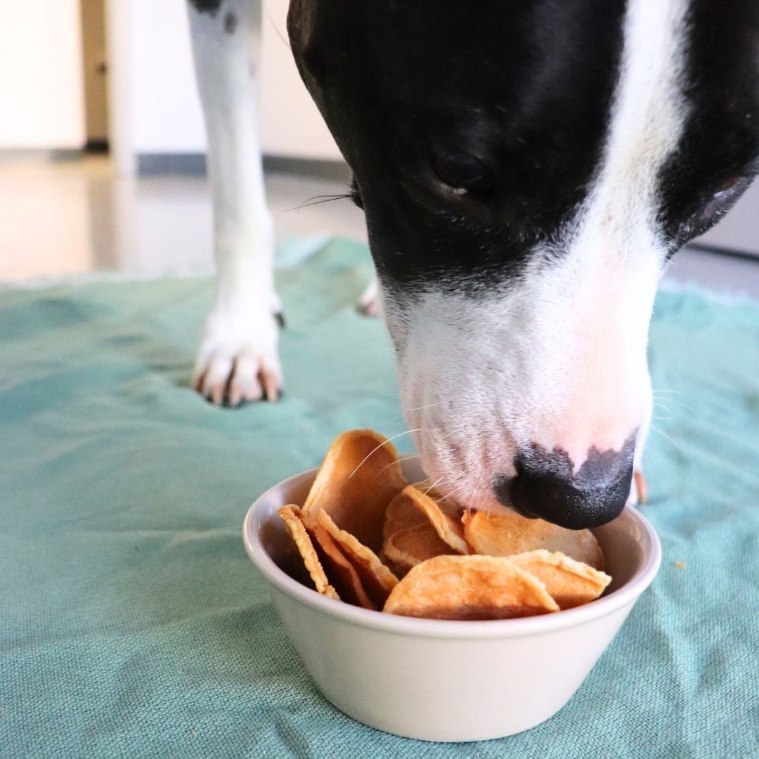 Dog eating turkey tendon chips from a bowl