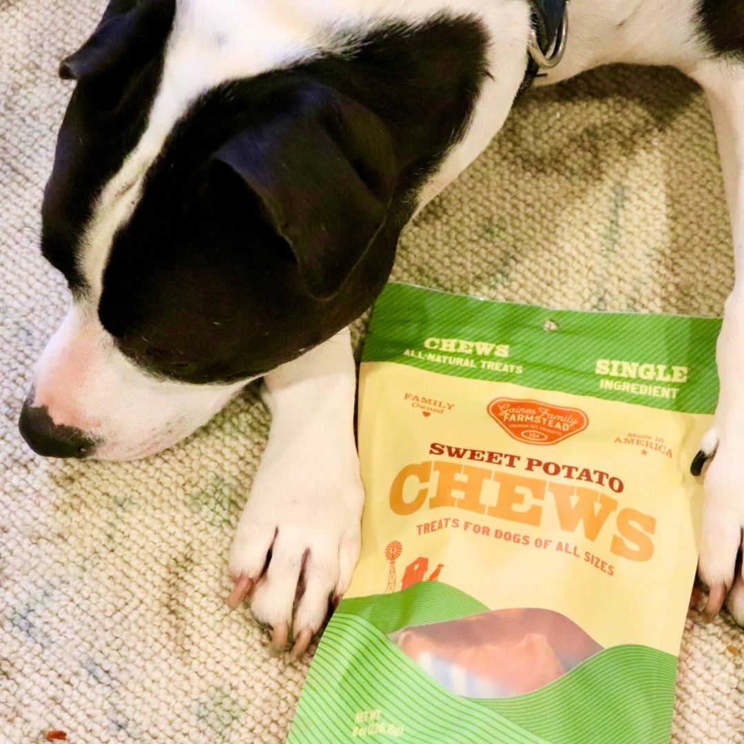 Dog resting beside a bag of sweet potato chews