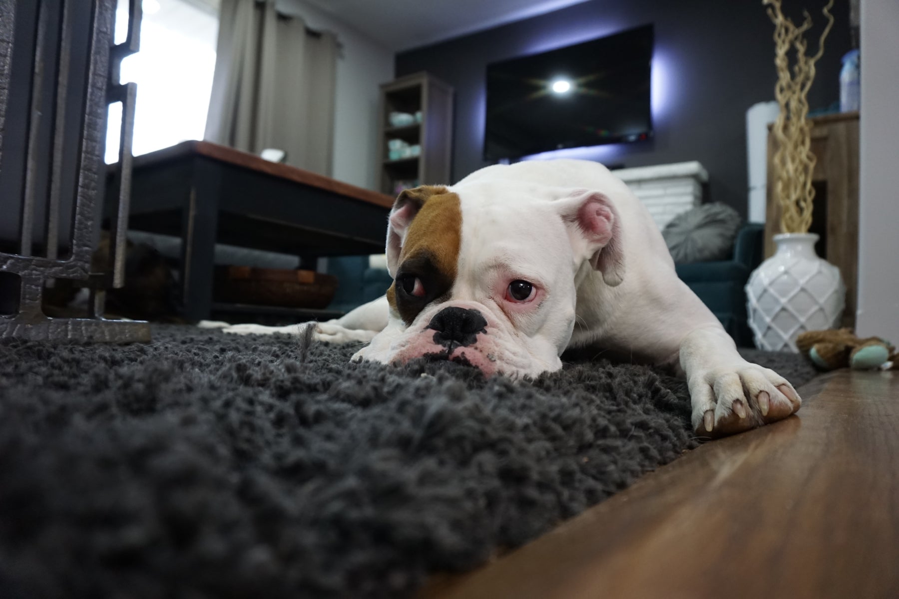 Why You Should Avoid Artificial Food Coloring in Dog Treats - Gaines Family Farmstead