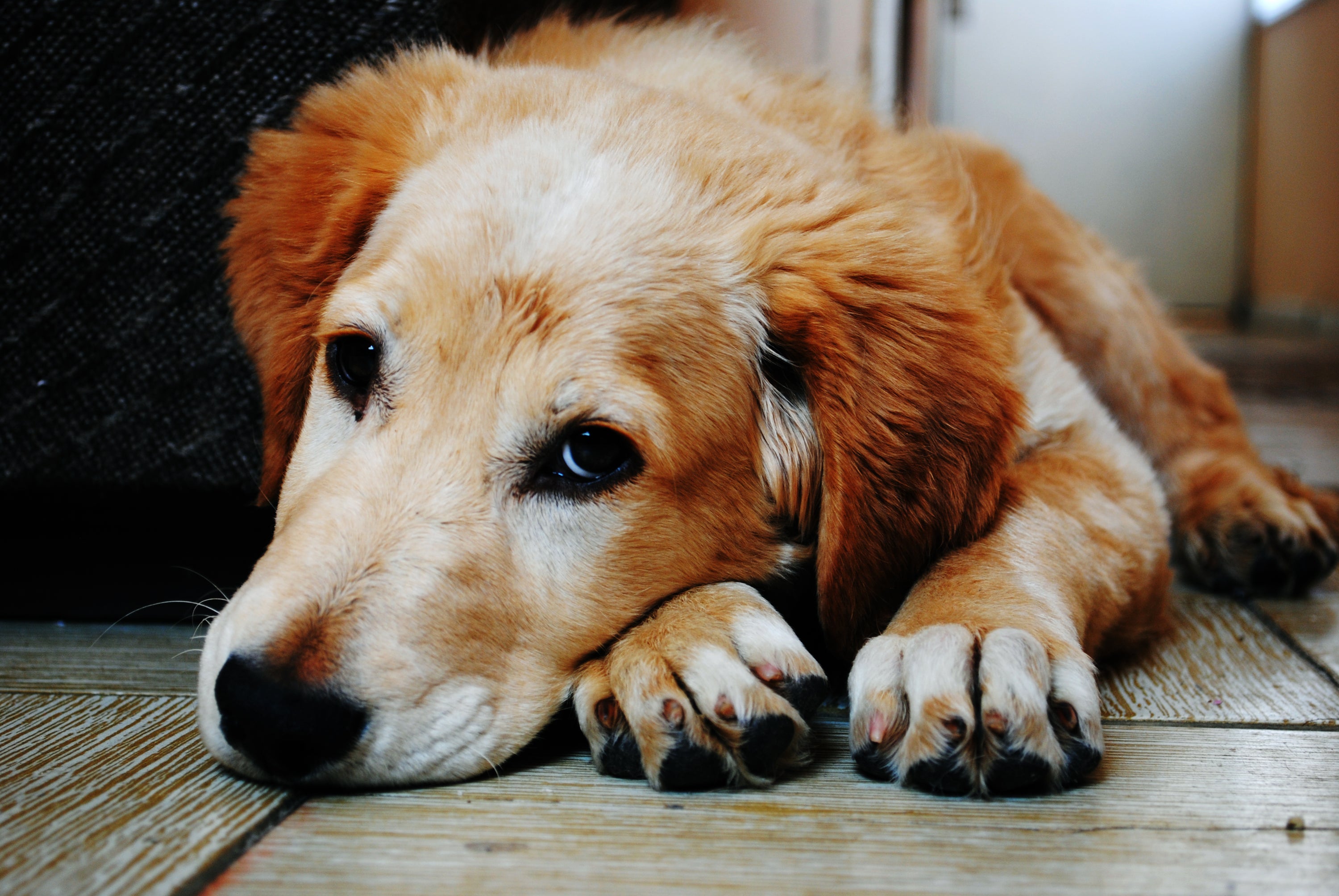 3 Reasons Why Milk Bones Are Unhealthy for Your Dog - Gaines Family Farmstead