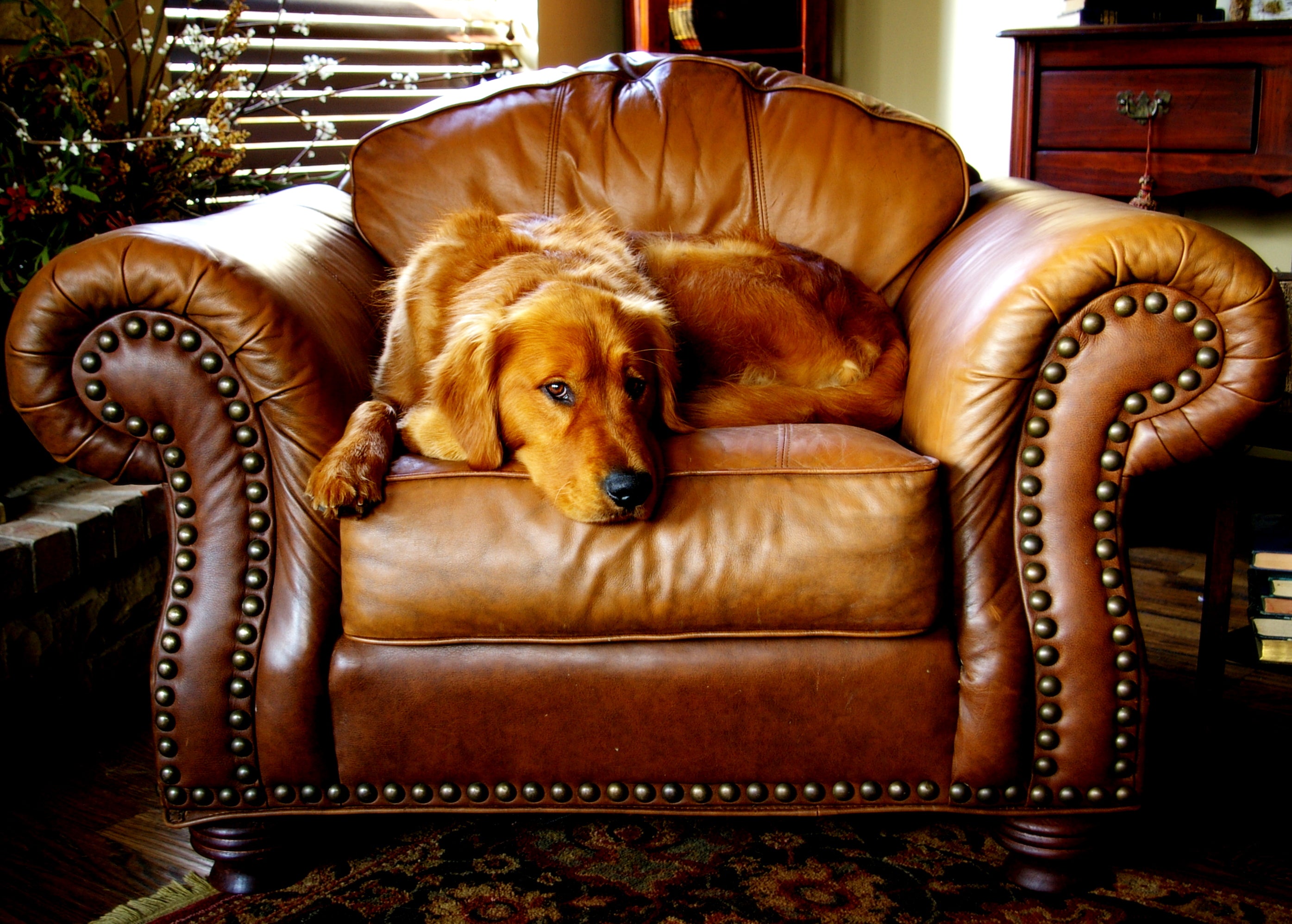 7 Fun Ways for Your Pup to Work off The Holiday Weight Indoors - Gaines Family Farmstead