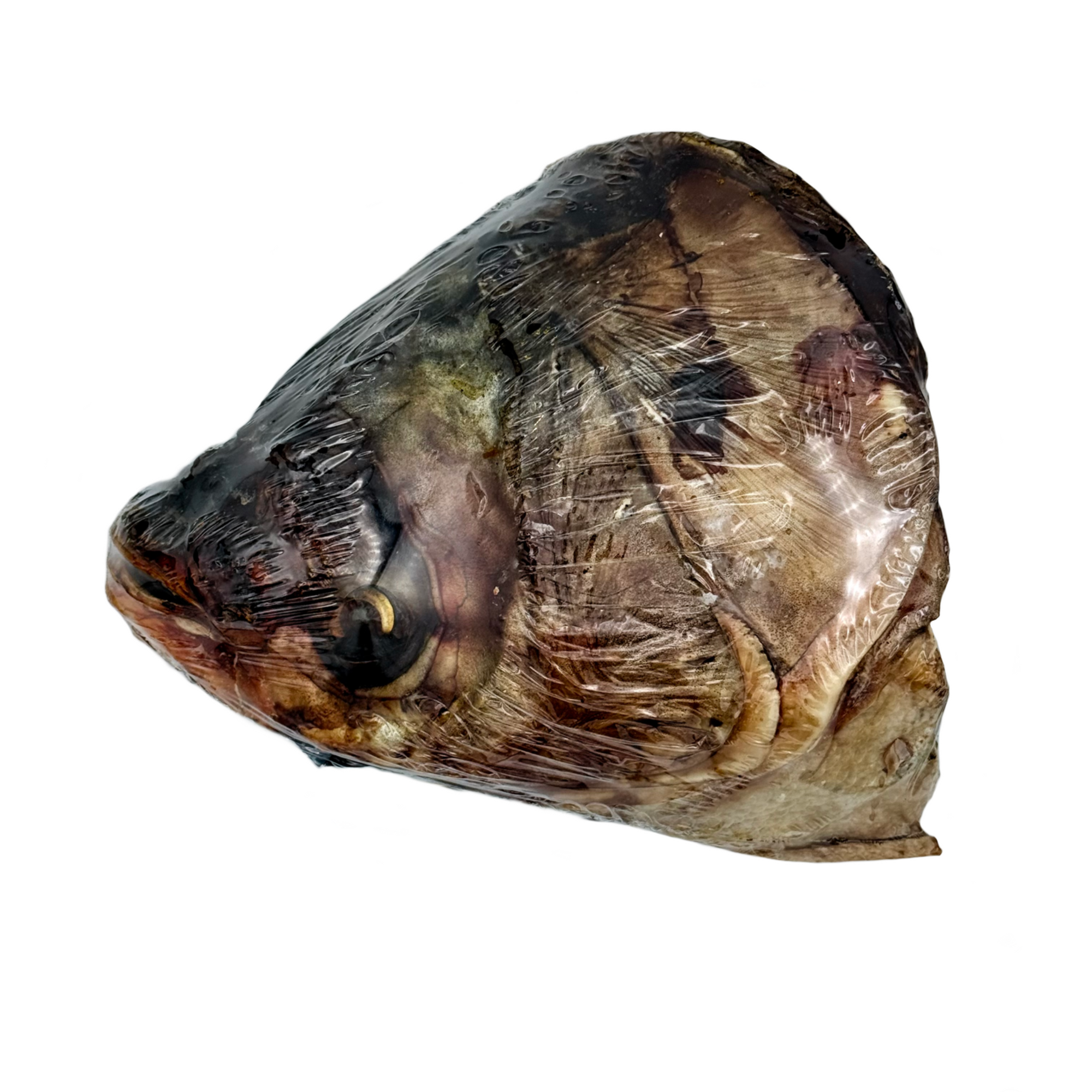 Carp Head
