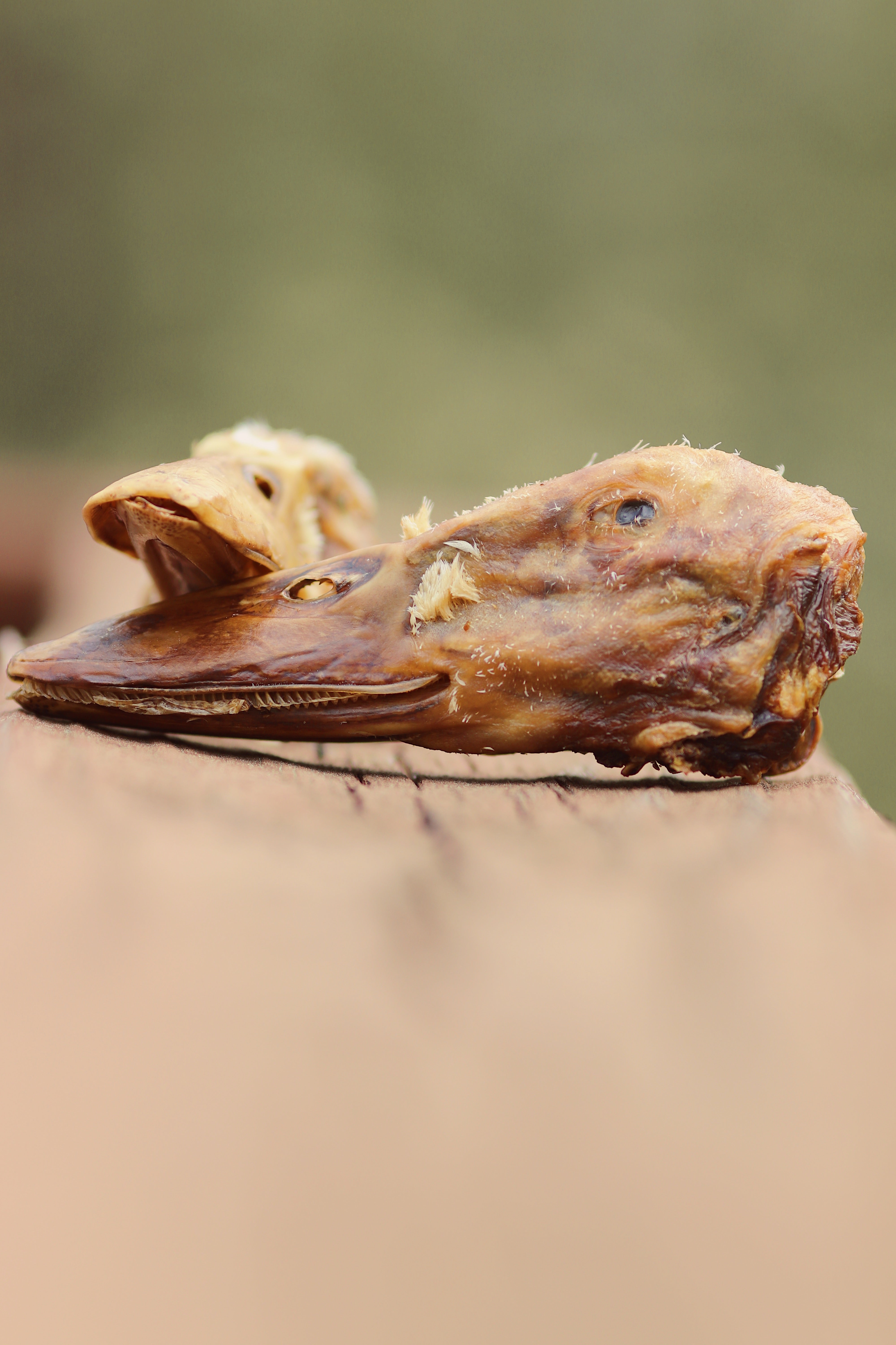 Close-up of a dried duck head held outdoors