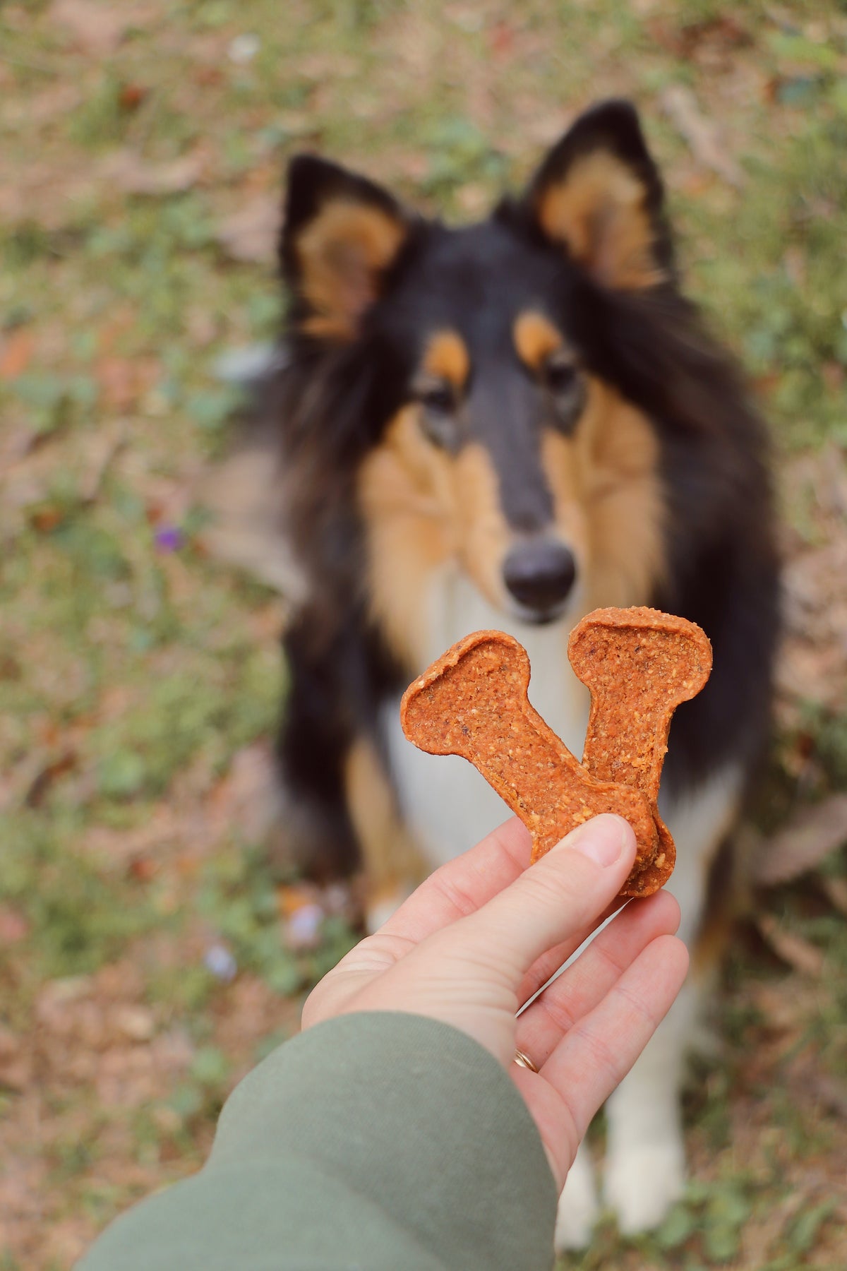 Dog being offered a sweet potato bone outdoors