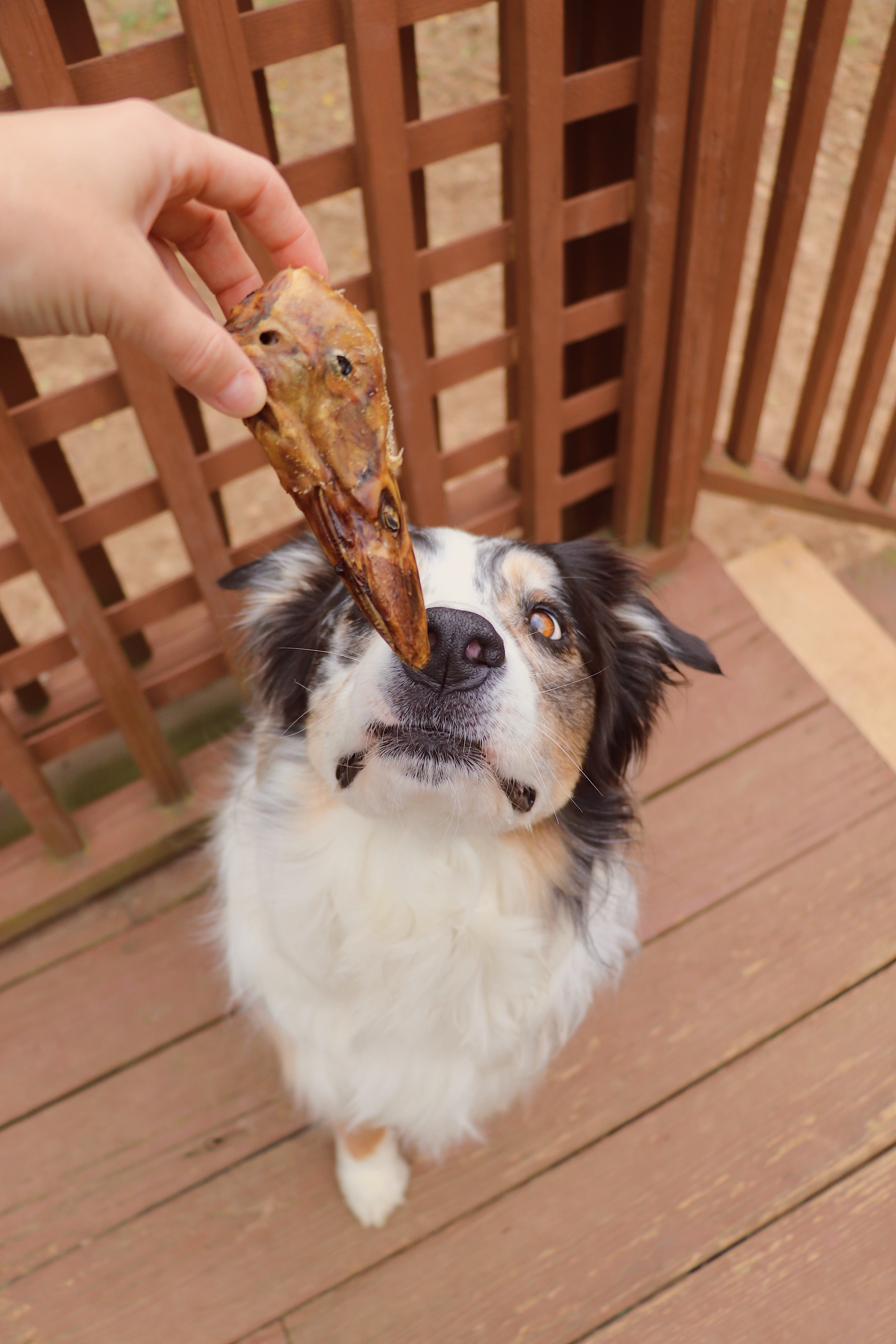Dog reaching for a duck head treat on a porch